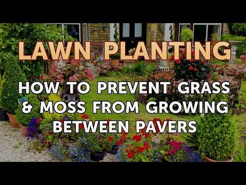 how to prevent grass from growing between pavers